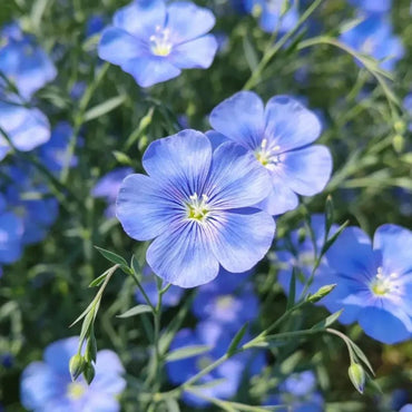 Blue Perennial Flax Seeds - Verdseeds