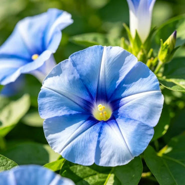 Blue Petunia Seeds - Verdseeds