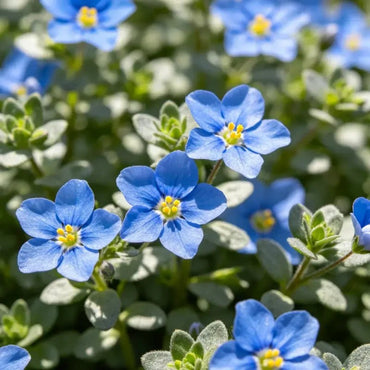 Blue Rock Cress Seeds - Verdseeds