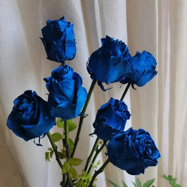 Blue Rose Seeds - Verdseeds