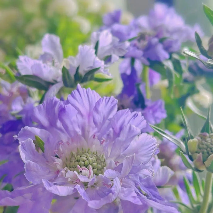 Blue Scabiosa Seeds - Verdseeds