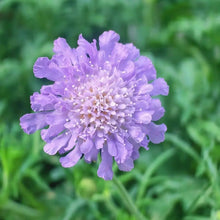 Blue Scabiosa Seeds - Verdseeds