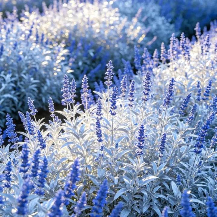 Blue Silver Leaf English Lavender Seeds - Verdseeds
