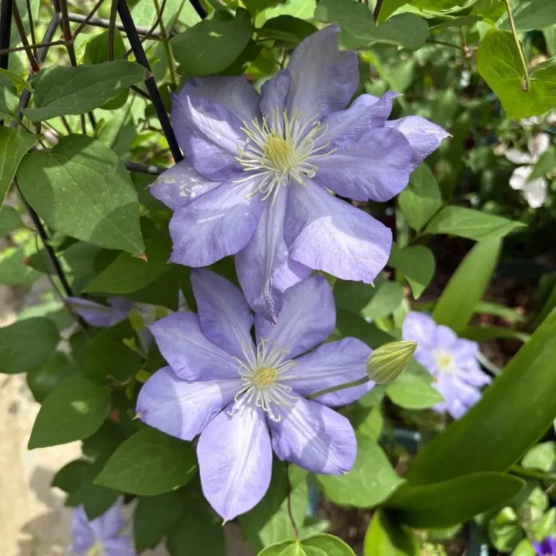 Blue Storm Clematis Seeds - Verdseeds