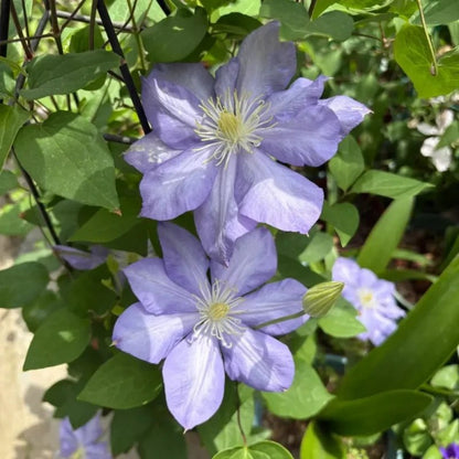 Blue Storm Clematis Seeds - Verdseeds