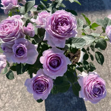 Blue Storm Garden Rose Seeds - Verdseeds