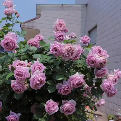 Blue Storm Garden Rose Seeds - Verdseeds