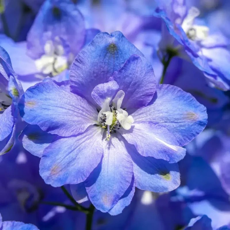 Blue Sweet Scabious Seeds - Verdseeds
