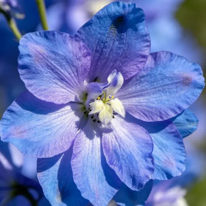 Blue Sweet Scabious Seeds - Verdseeds