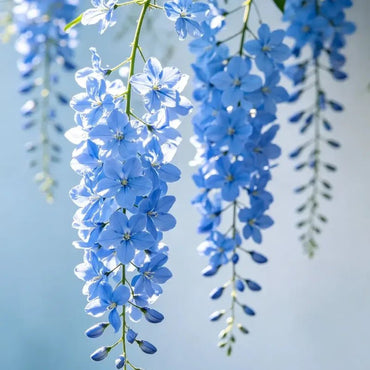 Blue Trailing Verbena Seeds - Verdseeds