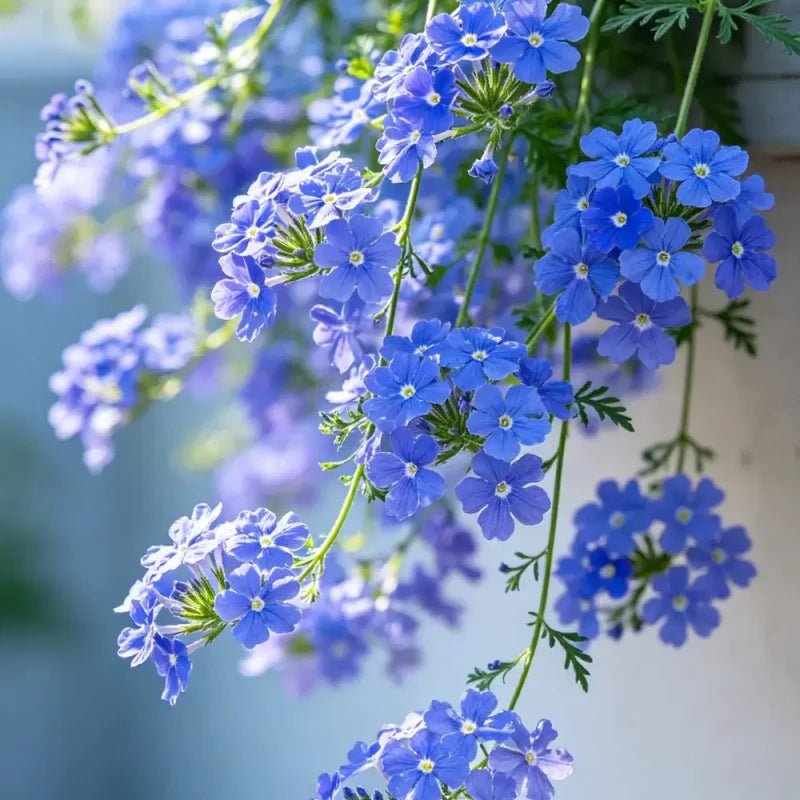 Blue Trailing Verbena Seeds - Verdseeds