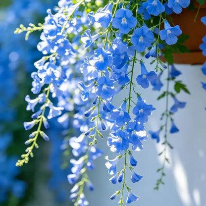Blue Trailing Verbena Seeds - Verdseeds