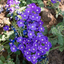 Blue Verbena Seeds - Verdseeds