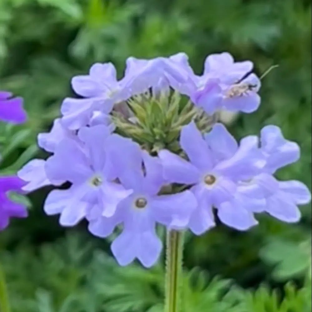Blue Verbena Seeds - Verdseeds