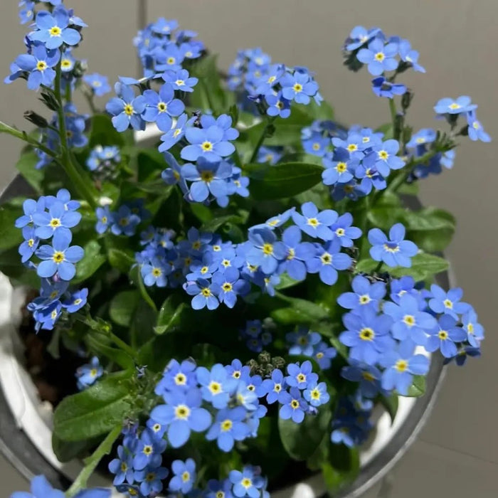 Blue Verbena Seeds - Verdseeds