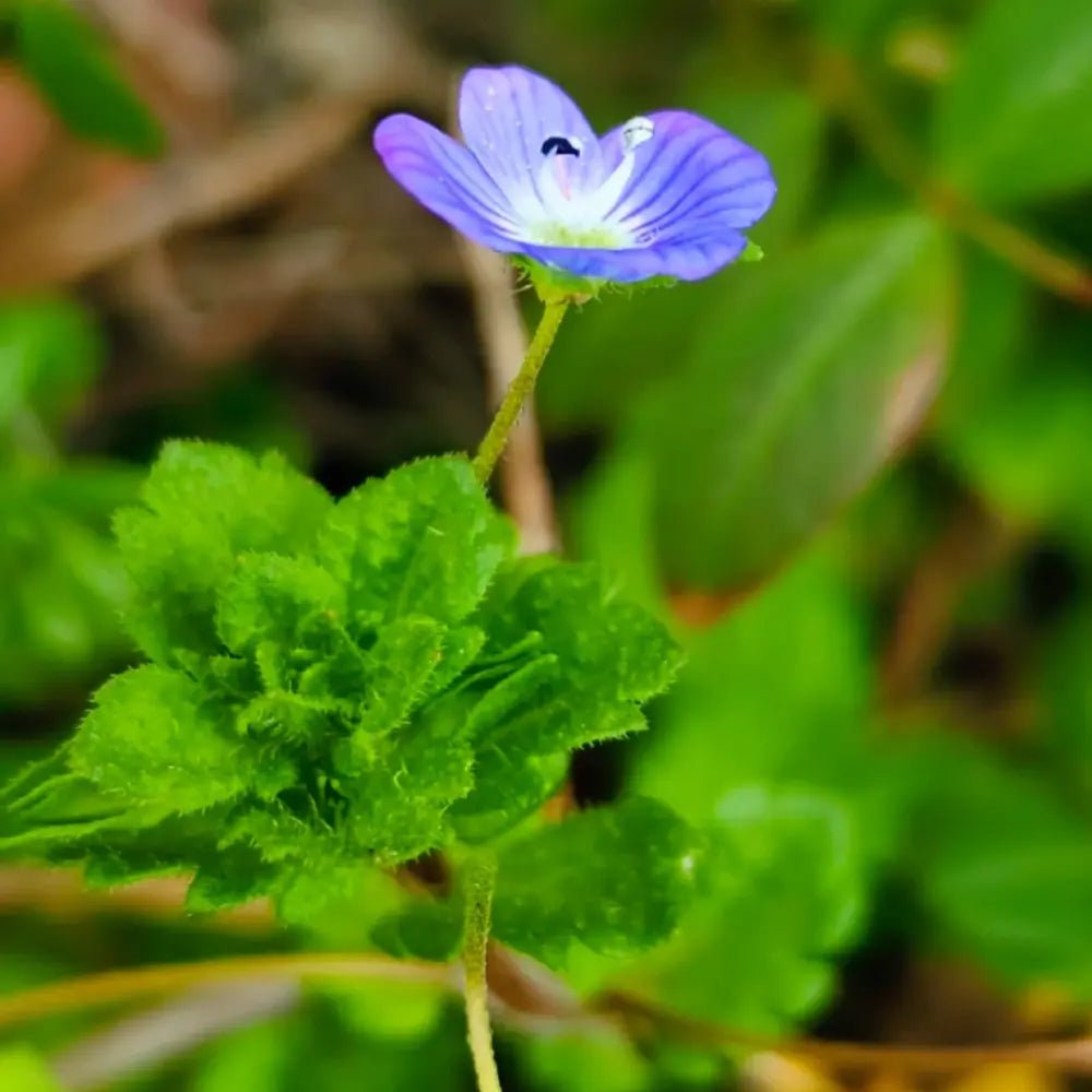 Blue Veronica Seeds - Verdseeds