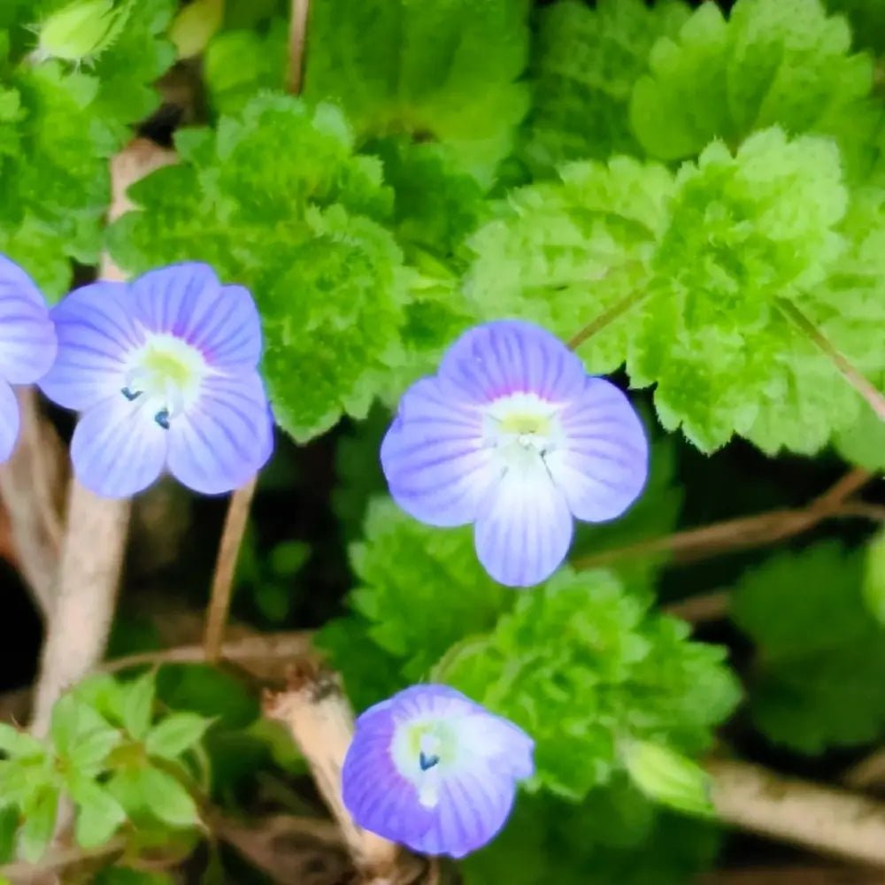 Blue Veronica Seeds - Verdseeds