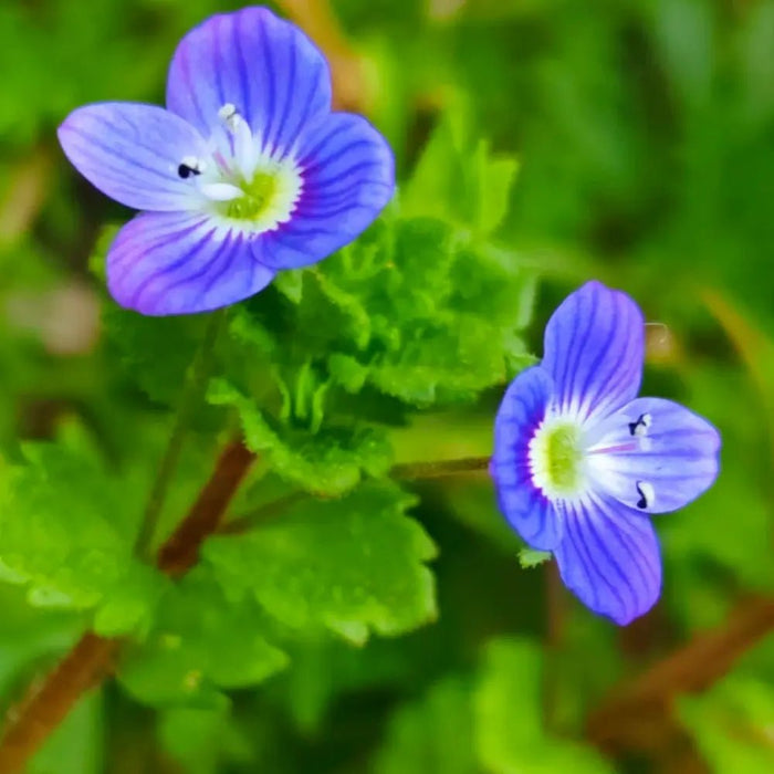 Blue Veronica Seeds - Verdseeds