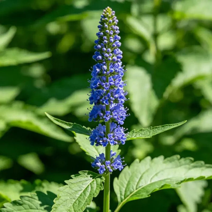 Blue Vervain Seeds - Verdseeds