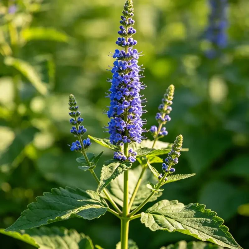 Blue Vervain Seeds - Verdseeds