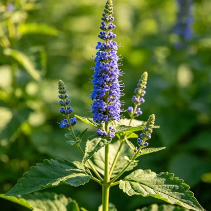 Blue Vervain Seeds - Verdseeds
