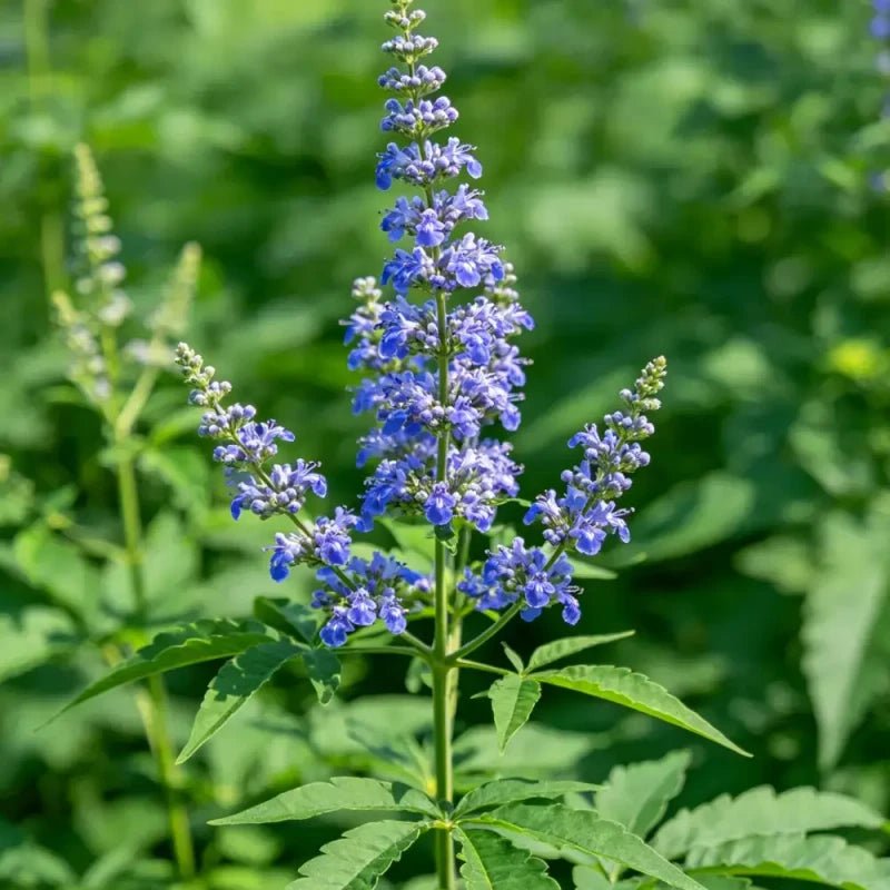 Blue Vervain Seeds - Verdseeds