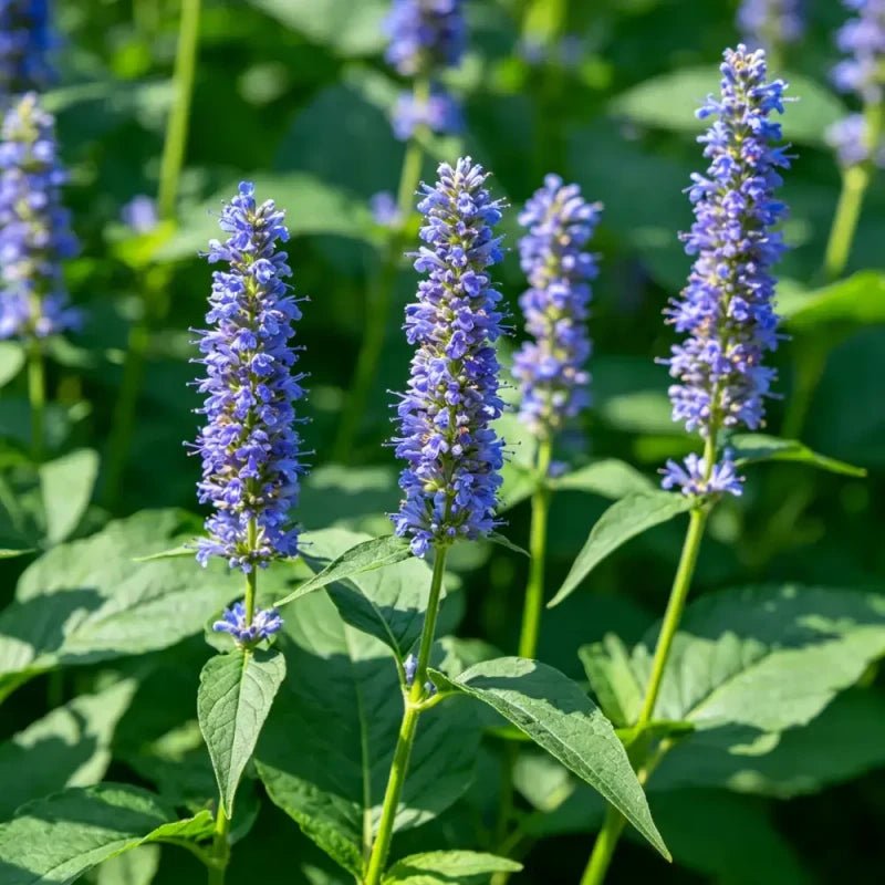 Blue Vervain Seeds - Verdseeds