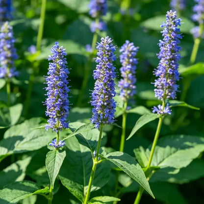 Blue Vervain Seeds - Verdseeds