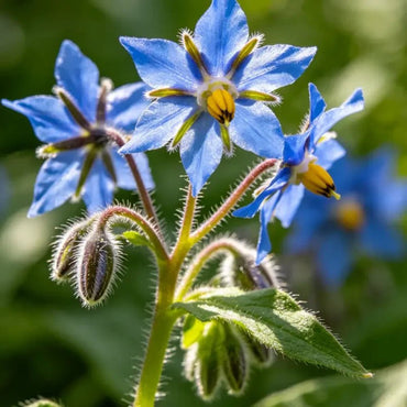 Blue Viper's Bugloss Seeds - Verdseeds