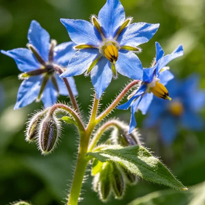 Blue Viper's Bugloss Seeds - Verdseeds