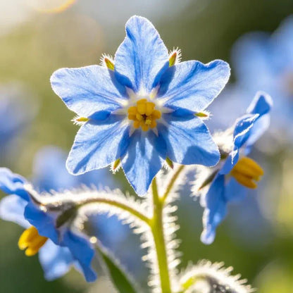Blue Viper's Bugloss Seeds - Verdseeds