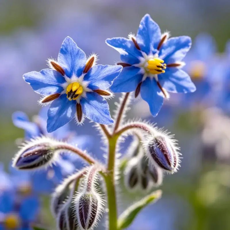 Blue Viper's Bugloss Seeds - Verdseeds