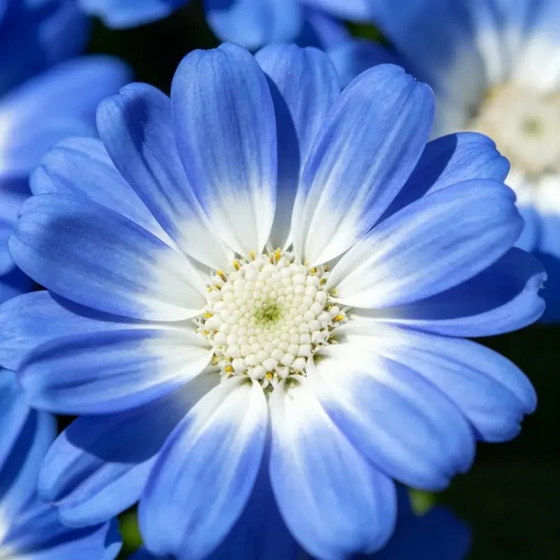Blue white Core Aster Seeds - Verdseeds