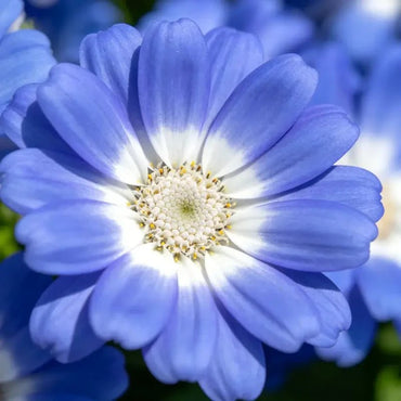 Blue white Core Aster Seeds - Verdseeds