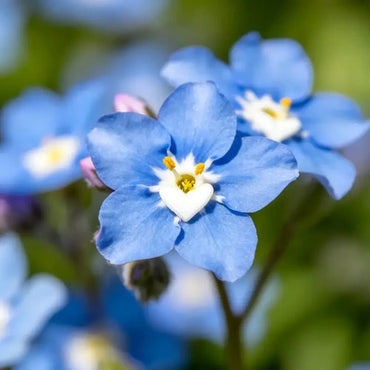 Blue White Heart Forget - me - not Sees - Verdseeds