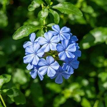 Blue Woodruff Seeds - Verdseeds