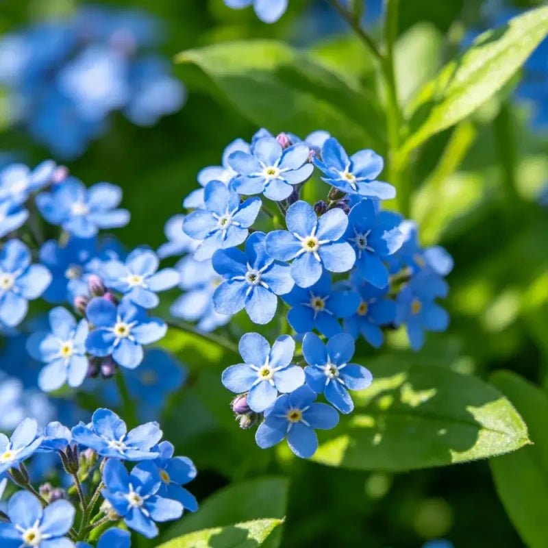 Blue Woodruff Seeds - Verdseeds