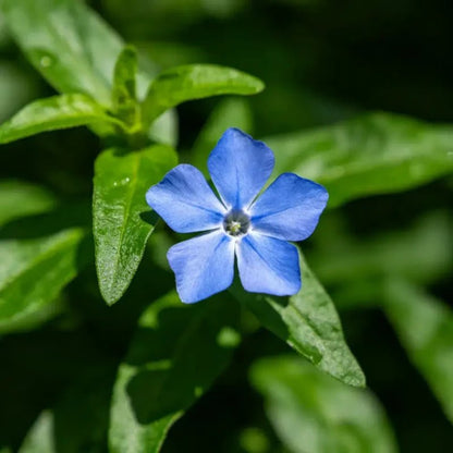 Blue Woodruff Seeds - Verdseeds