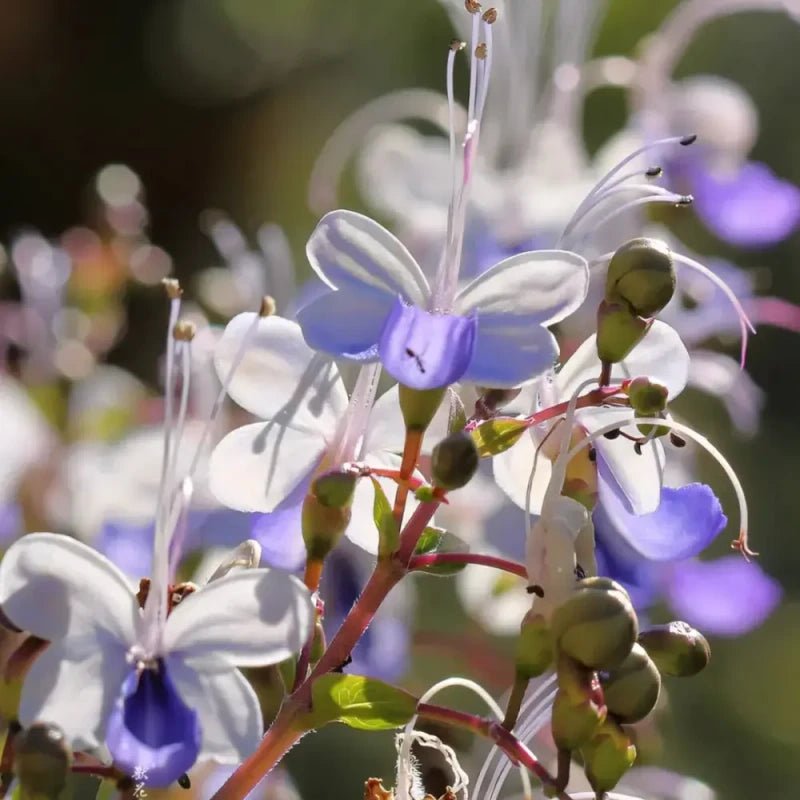 Bluewings Wishbone Flower Seeds - Verdseeds
