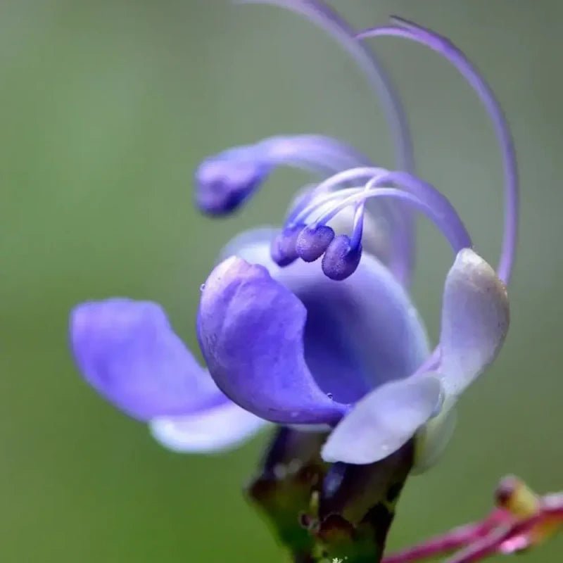 Bluewings Wishbone Flower Seeds - Verdseeds