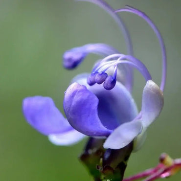 Bluewings Wishbone Flower Seeds - Verdseeds