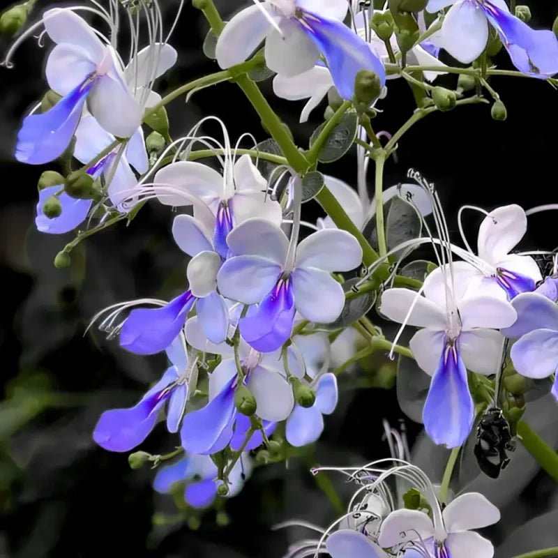 Bluewings Wishbone Flower Seeds - Verdseeds