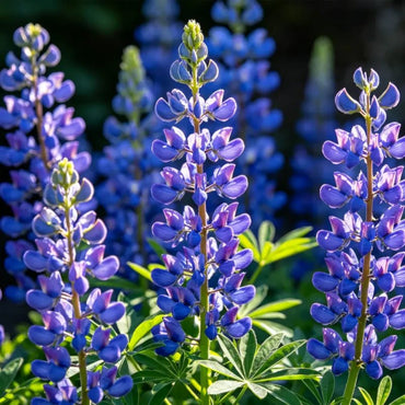 Bluish Purple Lupin Seeds - Verdseeds