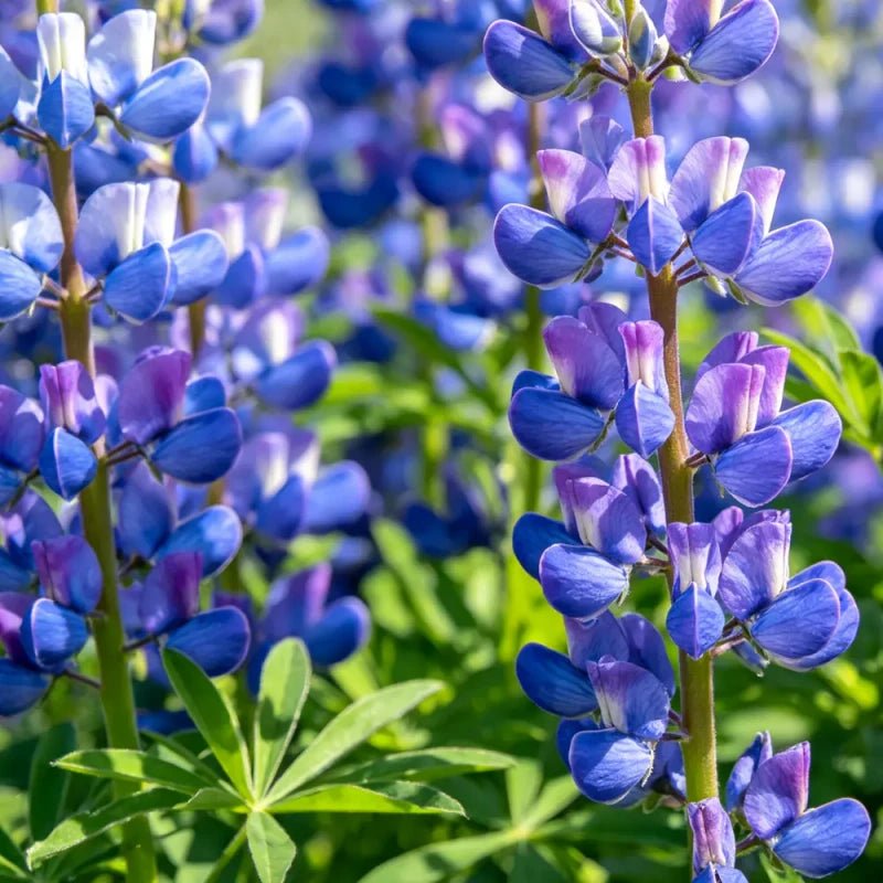 Bluish Purple Lupin Seeds - Verdseeds
