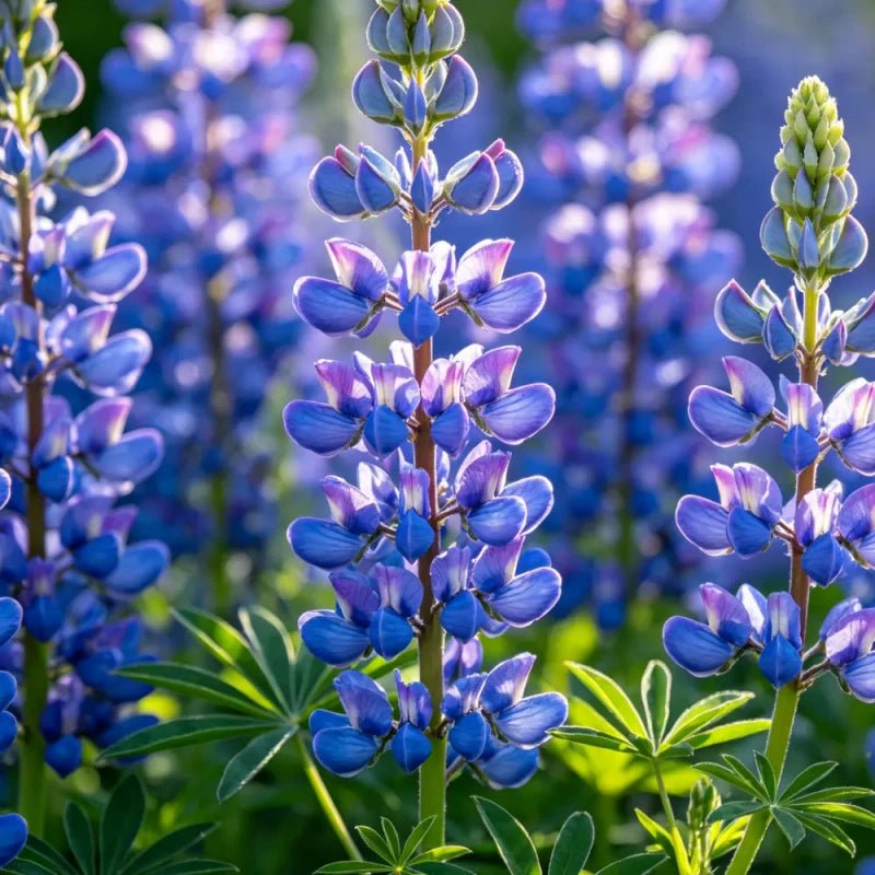 Bluish Purple Lupin Seeds - Verdseeds