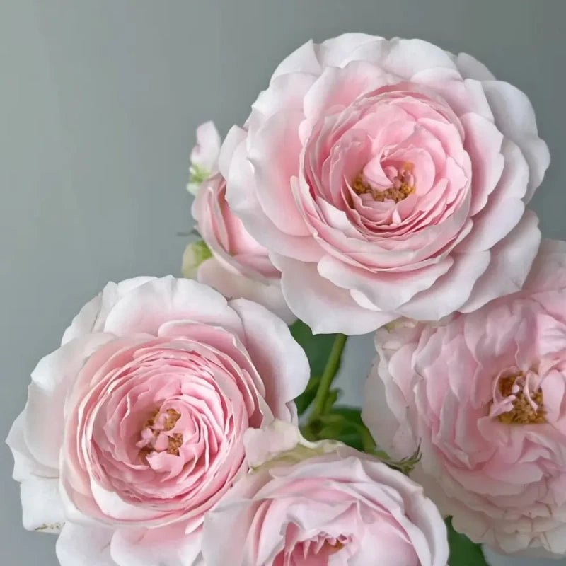 Blushing Fairy Rose Seeds - Verdseeds