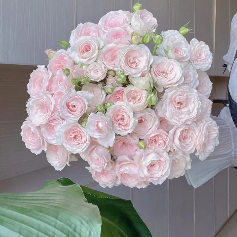 Blushing Fairy Rose Seeds - Verdseeds