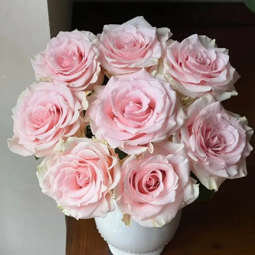 Blushing Fairy Rose Seeds - Verdseeds