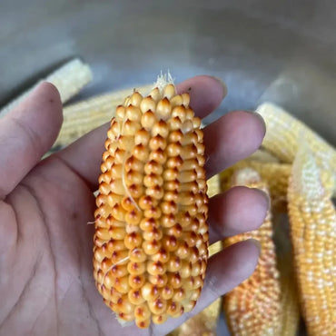 Pineapple Sweet Corn Seeds