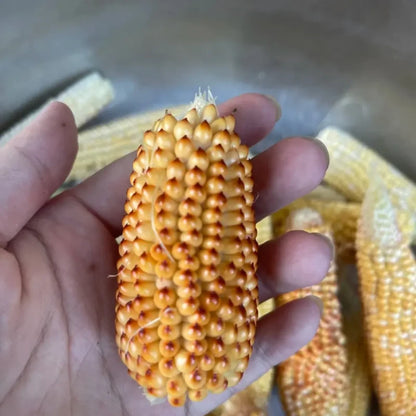 Pineapple Sweet Corn Seeds